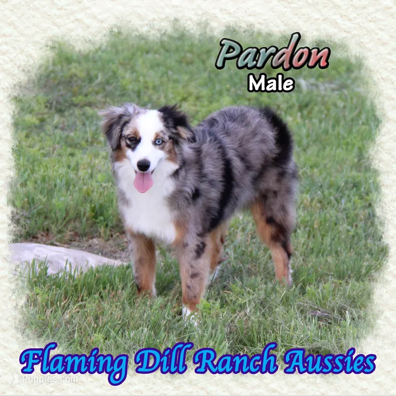 Pardon – Toy Australian Shepherd puppy for sale in Forestburg, TX
