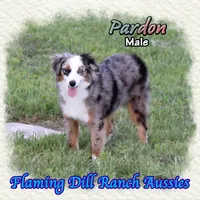 Pardon, a male Toy Australian Shepherd for sale in Forestburg, TX – 1 of 5