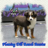 Trek, a male Toy Australian Shepherd for sale in Forestburg, TX – Photo 2 of 5