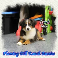 Trek, a male Toy Australian Shepherd for sale in Forestburg, TX – Photo 4 of 5