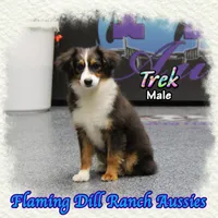 Trek, a male Toy Australian Shepherd for sale in Forestburg, TX – Photo 3 of 5