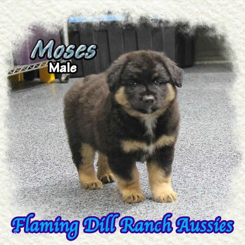 Moses – Miniature Australian Shepherd puppy for sale in Forestburg, TX