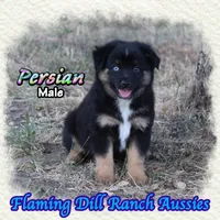 Persian, a male Miniature Australian Shepherd for sale in Forestburg, TX – 3 of 5
