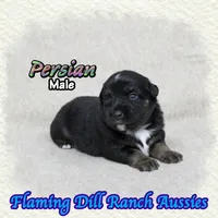 Persian, a male Miniature Australian Shepherd for sale in Forestburg, TX – 2 of 5