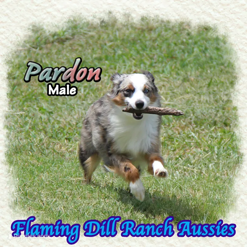 Pardon – Toy Australian Shepherd puppy for sale in Forestburg, TX