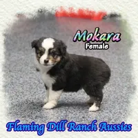 Mokara, a female Toy Australian Shepherd for sale in Forestburg, TX – 2 of 5