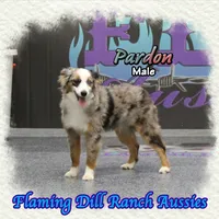 Pardon, a male Toy Australian Shepherd for sale in Forestburg, TX – Photo 2 of 5
