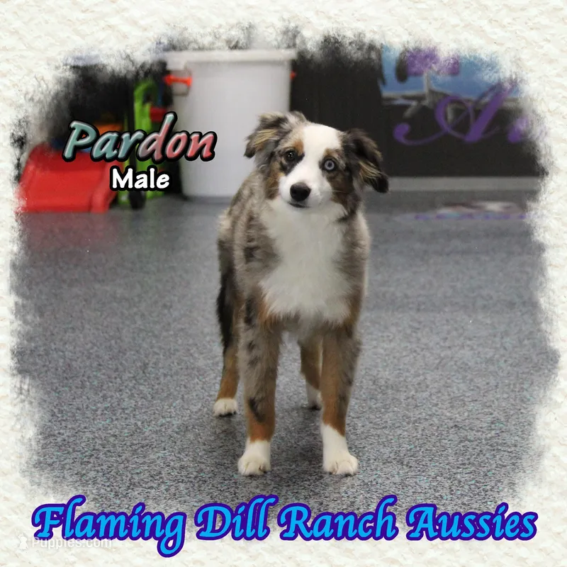 Pardon – Toy Australian Shepherd puppy for sale in Forestburg, TX