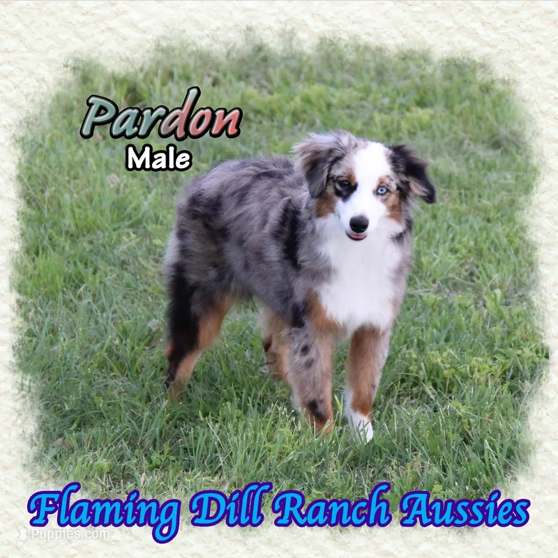 Pardon – Toy Australian Shepherd puppy for sale in Forestburg, TX