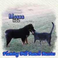 Moses, a male Miniature Australian Shepherd for sale in Forestburg, TX – 3 of 5