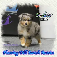 Seeker, a male Toy Australian Shepherd for sale in Forestburg, TX – Photo 4 of 5