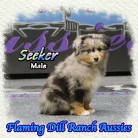 Seeker, a male Toy Australian Shepherd for sale in Forestburg, TX – Photo 3 of 5