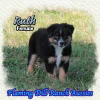 Ruth, a female Miniature Australian Shepherd for sale in Forestburg, TX – 1 of 5