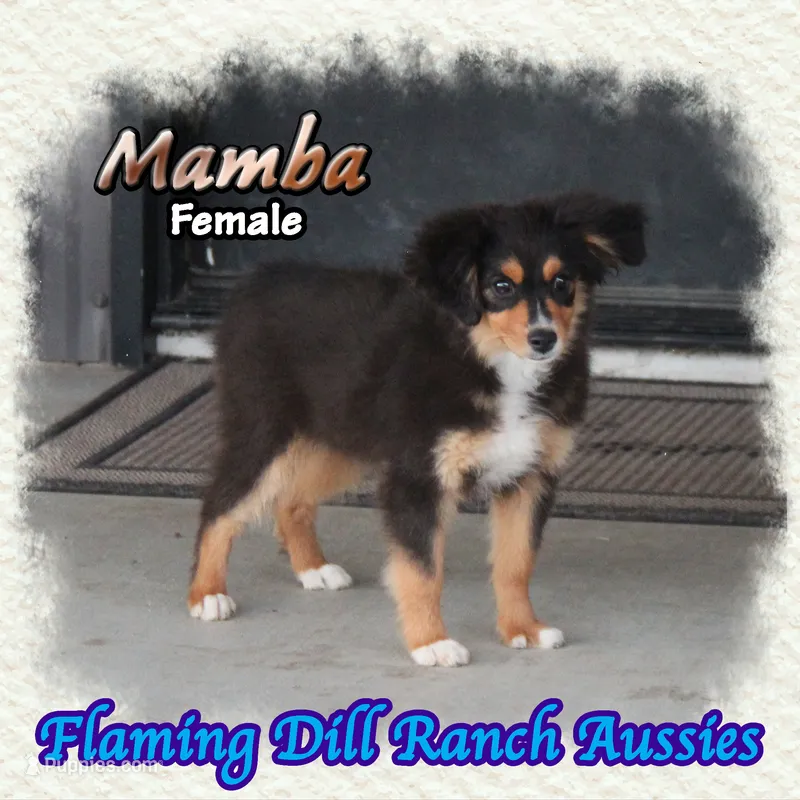 Mamba – Toy Australian Shepherd puppy for sale in Forestburg, TX
