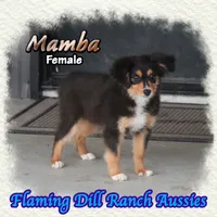 Mamba, a female Toy Australian Shepherd for sale in Forestburg, TX – 1 of 5