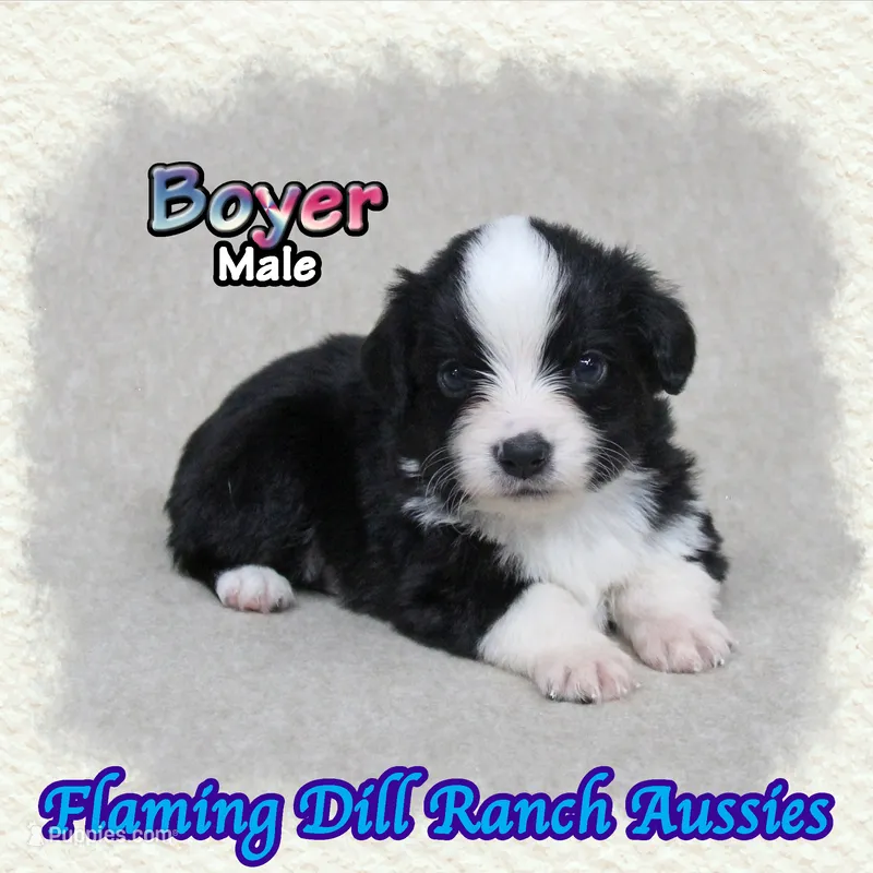 Boyer – Toy Australian Shepherd puppy for sale in Forestburg, TX