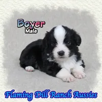 Boyer, a male Toy Australian Shepherd for sale in Forestburg, TX – 1 of 5