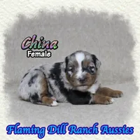 China, a female Miniature Australian Shepherd for sale in Forestburg, TX – 2 of 5