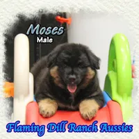 Moses, a male Miniature Australian Shepherd for sale in Forestburg, TX – 4 of 5