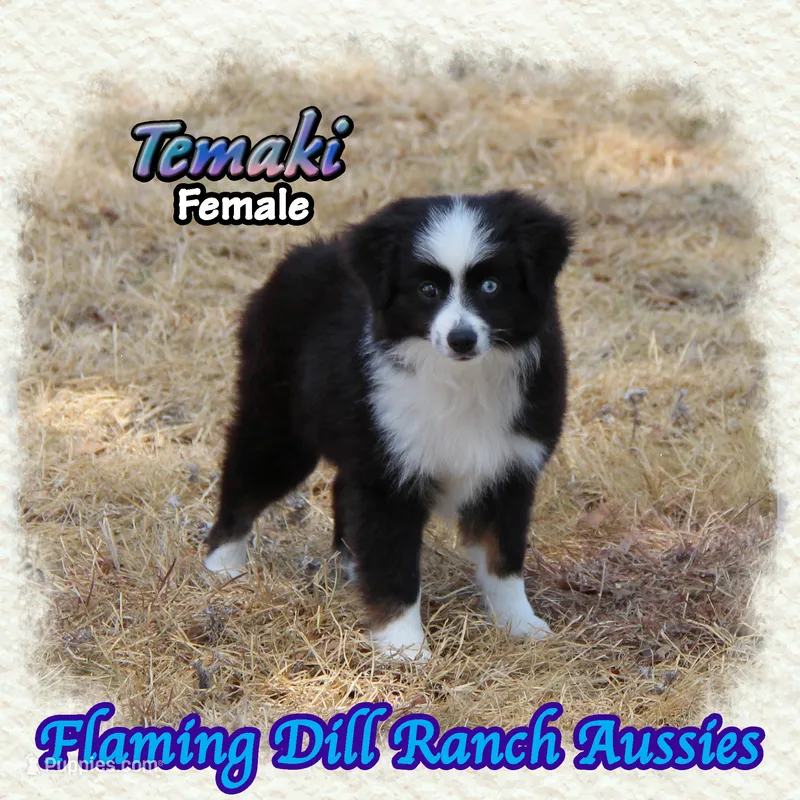 Temaki – Toy Australian Shepherd puppy for sale in Forestburg, TX