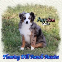 Pardon, a male Toy Australian Shepherd for sale in Forestburg, TX – 3 of 5