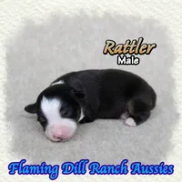 Rattler, a male Toy Australian Shepherd for sale in Forestburg, TX – 2 of 5