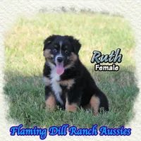 Ruth, a female Miniature Australian Shepherd for sale in Forestburg, TX – 3 of 5