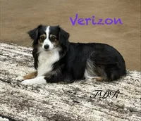 Verizon, a female Toy Australian Shepherd for sale in Forestburg, TX – 4 of 6