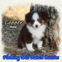 Copper, a male Toy Australian Shepherd for sale in Forestburg, TX – 3 of 5