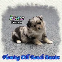 Esme, a female Toy Australian Shepherd for sale in Forestburg, TX – Photo 4 of 5