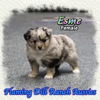 Esme, a female Toy Australian Shepherd for sale in Forestburg, TX – Photo 2 of 5
