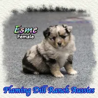 Esme, a female Toy Australian Shepherd for sale in Forestburg, TX – Photo 3 of 5