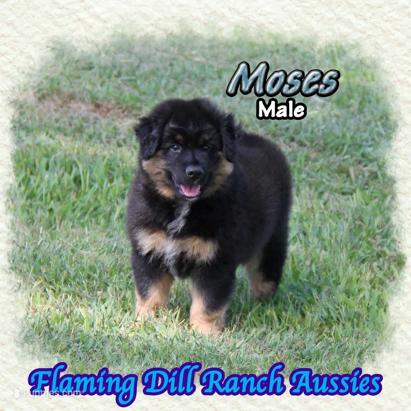 Moses – Miniature Australian Shepherd puppy for sale in Forestburg, TX