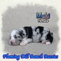 Maki, a female Toy Australian Shepherd for sale in Forestburg, TX – 2 of 5