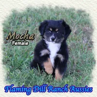 Mocha, a female Toy Australian Shepherd for sale in Forestburg, TX – 3 of 5