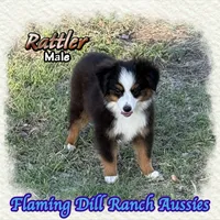 Rattler, a male Toy Australian Shepherd for sale in Forestburg, TX – 4 of 5