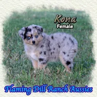 Kona, a female Toy Australian Shepherd for sale in Forestburg, TX – 4 of 5