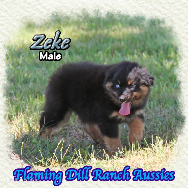Zeke – Miniature Australian Shepherd puppy for sale in Forestburg, TX