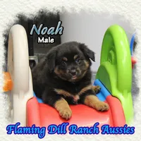 Noah, a male Miniature Australian Shepherd for sale in Forestburg, TX – 4 of 5