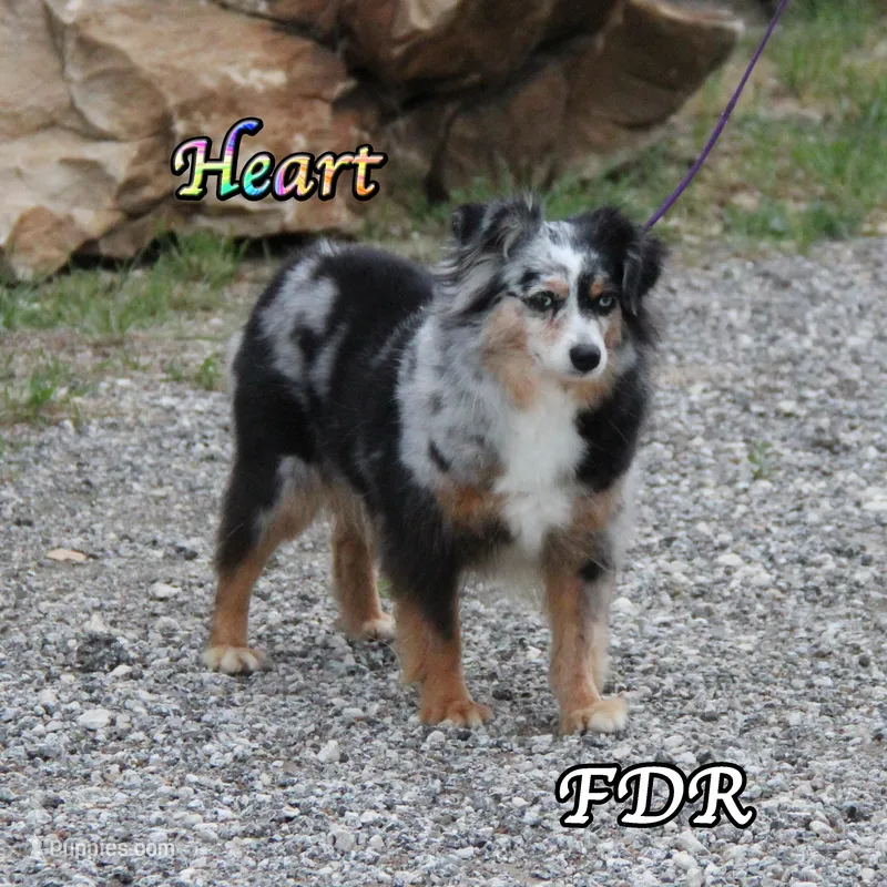 Heart – Toy Australian Shepherd puppy for sale in Forestburg, TX
