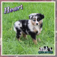 Heart, a female Toy Australian Shepherd for sale in Forestburg, TX – Photo 6 of 6