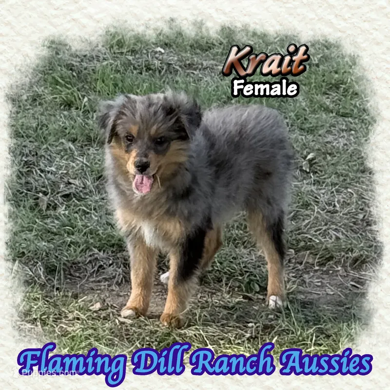 Krait – Toy Australian Shepherd puppy for sale in Forestburg, TX