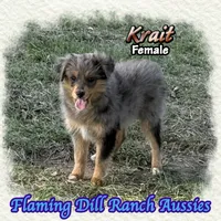 Krait, a female Toy Australian Shepherd for sale in Forestburg, TX – 1 of 5