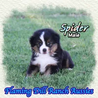 Spider, a male Toy Australian Shepherd for sale in Forestburg, TX – 4 of 5
