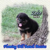 Zeke, a male Miniature Australian Shepherd for sale in Forestburg, TX – 4 of 5