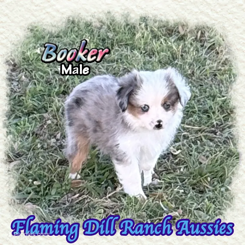 Booker – Toy Australian Shepherd puppy for sale in Forestburg, TX