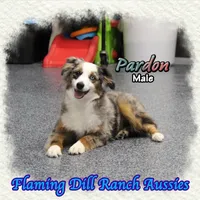 Pardon, a  Toy Australian Shepherd for sale in Forestburg, TX – Photo 3 of 5