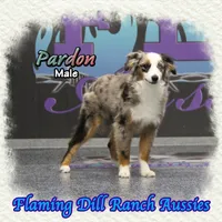 Pardon, a  Toy Australian Shepherd for sale in Forestburg, TX – Photo 4 of 5