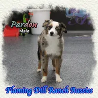 Pardon, a  Toy Australian Shepherd for sale in Forestburg, TX – Photo 2 of 5