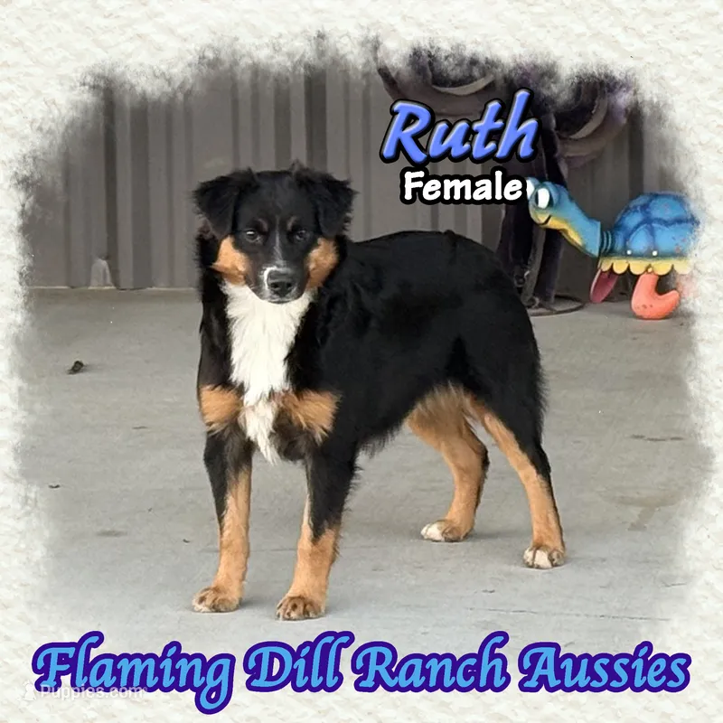 Ruth – Miniature Australian Shepherd puppy for sale in Forestburg, TX